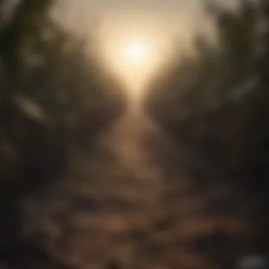 Eerie Haunted Cornfield Shadows Lurking Image