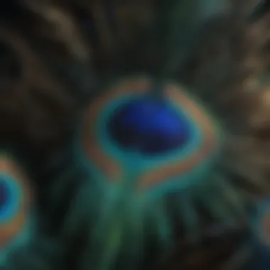 Majestic Peacock Feathers